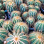 بذر کاکتوس پارودیا 0