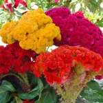 بذر گل تاج خروس چتری الوان وانیاسید 0