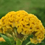 بذر تاج خروس چتری پاکوتاه طلایی وانیاسید 0