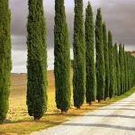 بذر سرو شیراز وانیاسید 0
