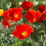 بذر گل شقایق کالیفرنیایی قرمز 0