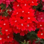 بذر گل شاهپسند قرمز 0