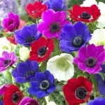 بذر شقایق نعمانی الوان 0