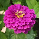 بذر گل آهار ارغوانی و روش کاشت 0
