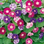 بذر گل نیلوفر رونده الوان وانیاسید 0