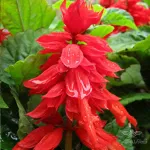 بذر گل سلوی پا کوتاه قرمز وانیاسید 0