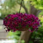 بذر گل اطلسی ارغوانی وانیاسید 0