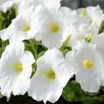 بذر اطلسی سفید وانیاسید 0