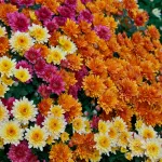 بذر گل داوودی پاکوتاه الوان وانیاسید 0