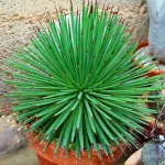 بذر گل آگاو استریکتا 0