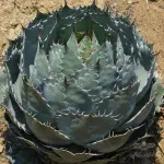 بذر گل کاکتوس آگاو پاراسانا 0