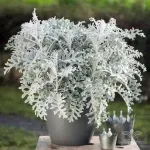 بذر گل ابری نقره ای پاکان بذر 0