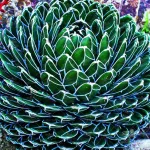 بذر کاکتوس آگاو ویکتوریا 0