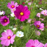 بذر گل ستاره ای 0