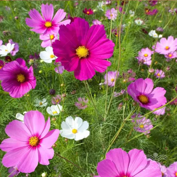 بذر گل ستاره ای