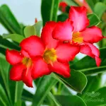بذر آدنیوم میکس 0