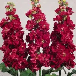 بذر گل شب بو آمریکایی قرمز 0