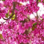 بذر درخت ارغوان ایرانی 0