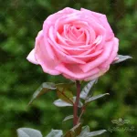 بذر گل محمدی وانیاسید 0