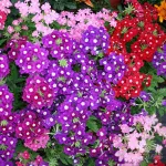 بذر گل شاهپسند هلندی الوان 0