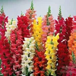 بذر میمون الوان هلندی 0