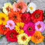 بذر گل ناز آفتابی هلندی الوان 2