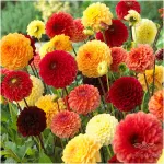 بذر گل آهار هلندی الوان 0