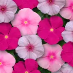 بذر گل پریوش الوان وانیاسید 0