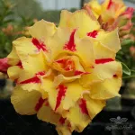 بذر آدنیوم زرد وانیاسید 0