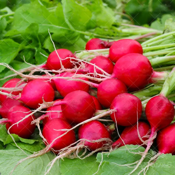 بذر سبزی تربچه نقلی