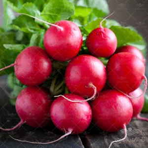 بذر سبزی تربچه نقلی