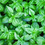 بذر سبزی ریحان سبز 20 گرمی 0