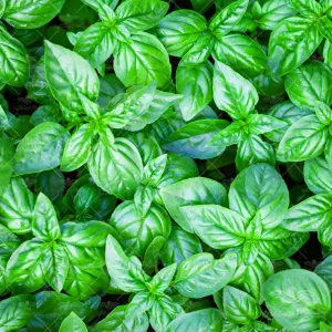 بذر سبزی ریحان سبز 20 گرمی