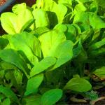 بذر سبزی شاهی 0