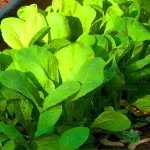 بذر سبزی شاهی 0