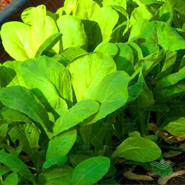 بذر سبزی شاهی