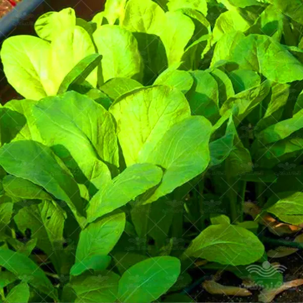 بذر سبزی شاهی