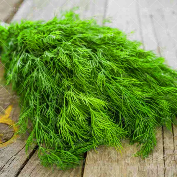 بذر سبزی شوید خانگی
