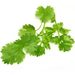 بذر سبزی گشنیز 0