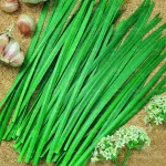 بذر سبزی تره 0