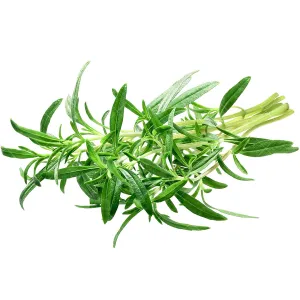 بذر سبزی مرزه کیان سید