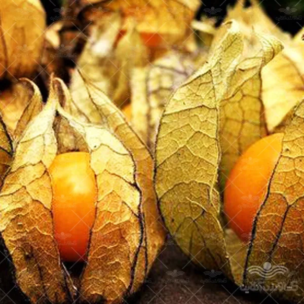 بذر فیسالیس نارنجی وانیاسید