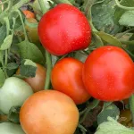 بذر گوجه فرنگی مارول خانگی 3
