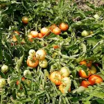 بذر گوجه فرنگی راک خانگی 2