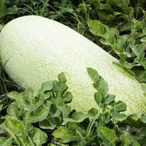 بذر هندوانه سفید چارلستون خانگی