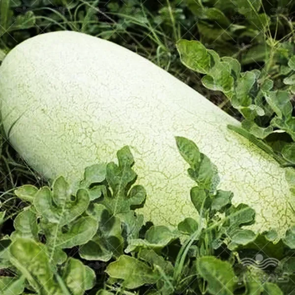 بذر هندوانه سفید چارلستون خانگی
