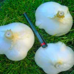 بذر موسیر وانیاسید 0