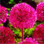 بذر موسیر وانیاسید 2