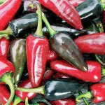 بذر فلفل پاپریکا میکس 0