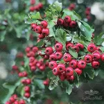 بذر زالزالک وانیاسید 0